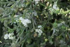 Heliotropium curassavicum